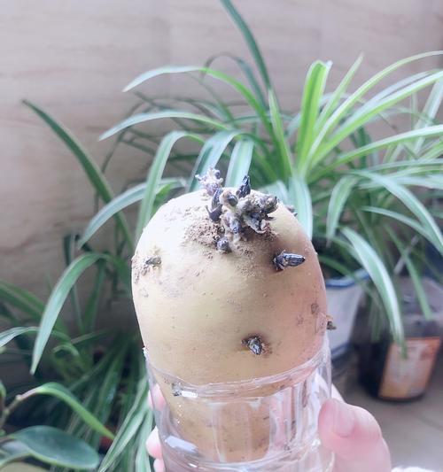 土豆发芽后水培可行吗？水培土豆的正确方法是什么？