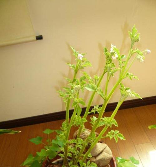 土豆发芽后水培可行吗？水培土豆的正确方法是什么？