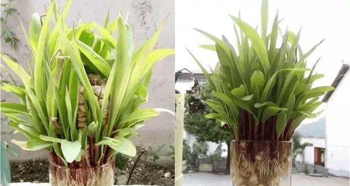 土豆发芽后水培可行吗？水培土豆的正确方法是什么？