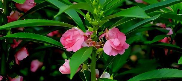 男人之花(以花为媒介) 男人之花(以花为媒介)