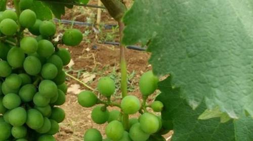 葡萄生长在什么地方？全球葡萄种植区域分布是怎样的？