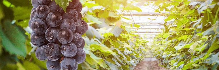 葡萄生长在什么地方？全球葡萄种植区域分布是怎样的？
