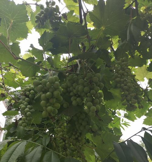 葡萄生长在什么地方？全球葡萄种植区域分布是怎样的？