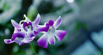 探寻兰花的花语和寓意（从传统到现代）