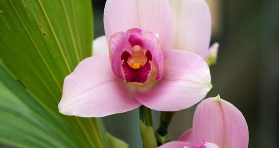 探寻兰花的花语和寓意（从传统到现代）