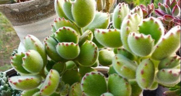 熊童子多肉分盆技巧是什么？如何确保分盆后容易成活？