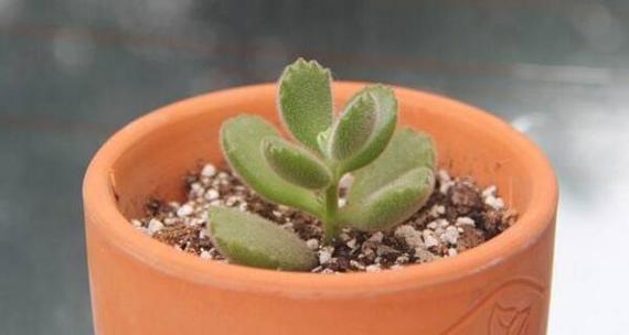 熊童子多肉分盆技巧是什么？如何确保分盆后容易成活？