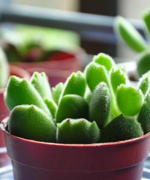 熊童子多肉分盆技巧是什么？如何确保分盆后容易成活？