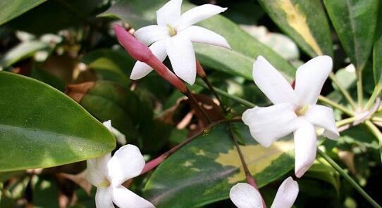 素馨花的功效与作用是什么？如何利用素馨花改善健康？