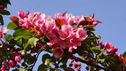 春海棠花的寓意和象征风水解析（花开富贵）