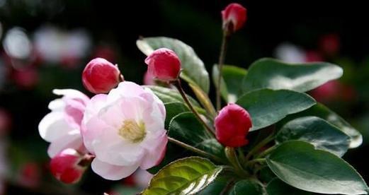 春海棠花的寓意和象征风水解析（花开富贵）