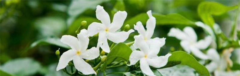 素馨花的功效与作用是什么？如何利用素馨花改善健康？