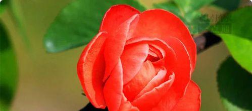 春海棠花的寓意和象征风水解析（花开富贵）