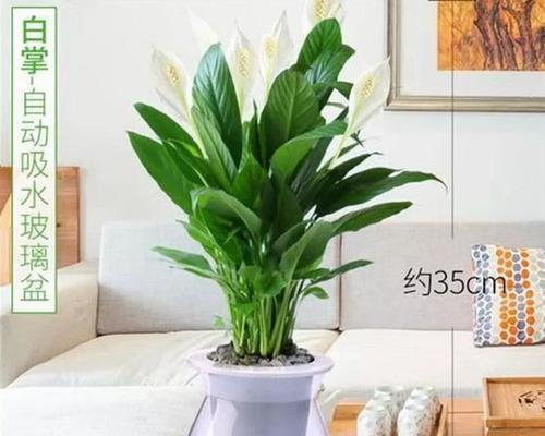 白掌放在卧室安全吗？对睡眠有影响吗？