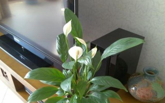 白掌放在卧室安全吗？对睡眠有影响吗？