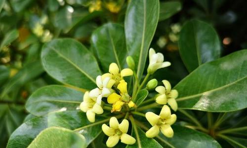 探寻海桐树的象征意义与生命力 以海桐树的寓意为主题的文章