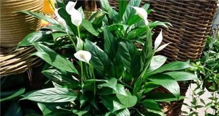 白掌放在卧室安全吗？对睡眠有影响吗？