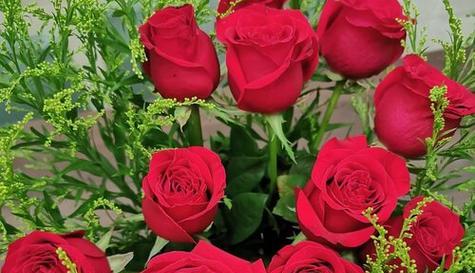 34朵玫瑰的花语与象征意义（探寻34朵玫瑰的神秘含义）