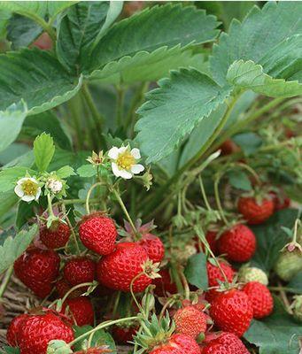 草莓种子的最佳种植时间是什么时候？如何确保高产？