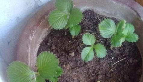 草莓种子的最佳种植时间是什么时候？如何确保高产？