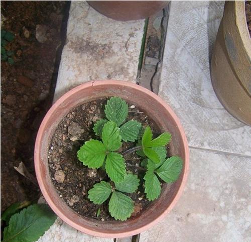 草莓种子的最佳种植时间是什么时候？如何确保高产？