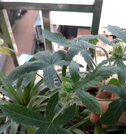 魔力豆是什么植物？它属于哪个科的植物？