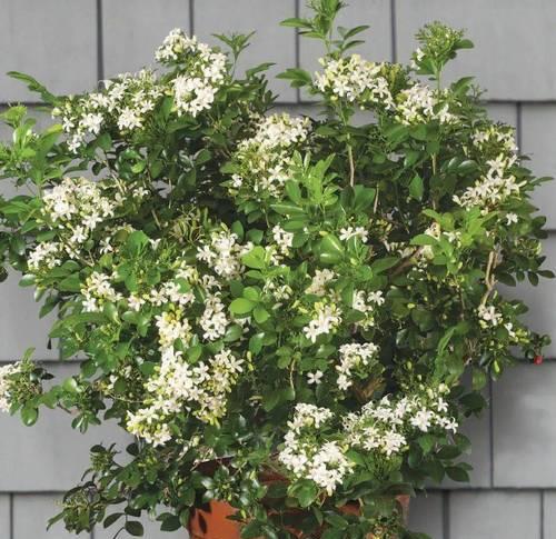 魔力豆是什么植物？它属于哪个科的植物？