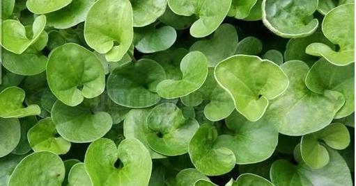 魔力豆是什么植物？它属于哪个科的植物？