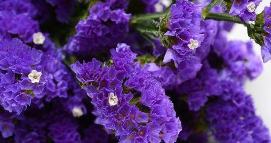 以勿忘我花语和寓意（揭示勿忘我花语和象征意义）