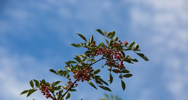 花椒树喜欢阳光吗?种植花椒树时阳光需求解析? 花椒树喜欢阳光吗?种植花椒树时阳光需求解析?