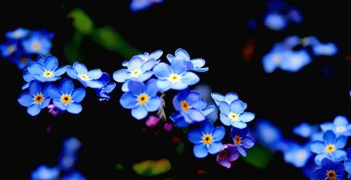 以勿忘我花语和寓意（揭示勿忘我花语和象征意义）