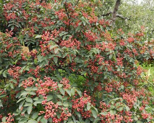花椒树喜欢阳光吗?种植花椒树时阳光需求解析? 花椒树喜欢阳光吗?种植花椒树时阳光需求解析?
