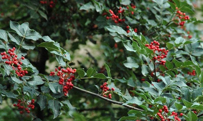花椒树喜欢阳光吗?种植花椒树时阳光需求解析? 花椒树喜欢阳光吗?种植花椒树时阳光需求解析?