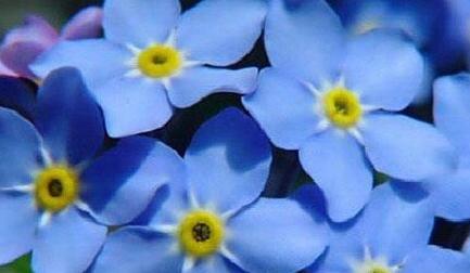 以勿忘我花语和寓意（揭示勿忘我花语和象征意义）