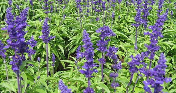 天蓝鼠尾草什么时候开花？花期持续多久？