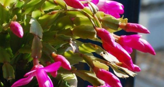 蟹爪兰的花开频率与花语（一年开几次花）