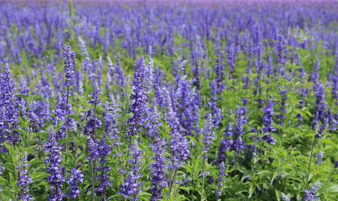 天蓝鼠尾草什么时候开花？花期持续多久？