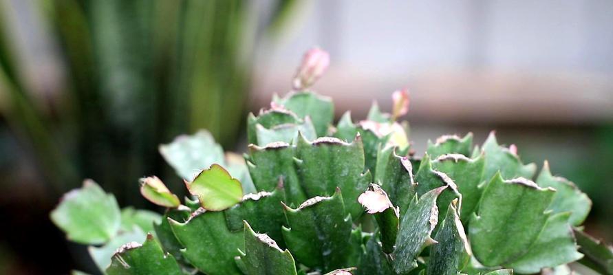 蟹爪兰的花开频率与花语（一年开几次花）