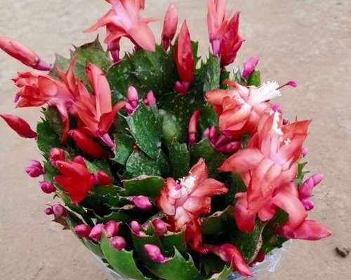 蟹爪兰的花开频率与花语（一年开几次花）