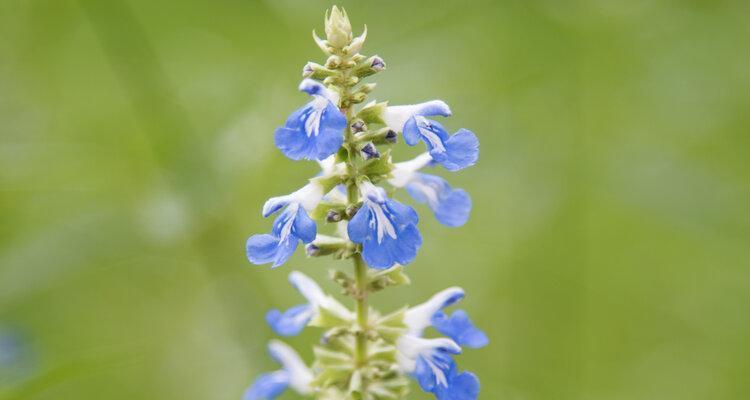 天蓝鼠尾草什么时候开花？花期持续多久？