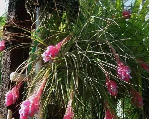 自由之花（探寻自由之花的奇妙世界）