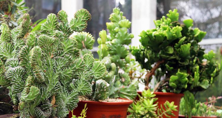 自由之花（探寻自由之花的奇妙世界）