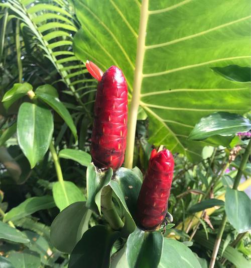 自由之花（探寻自由之花的奇妙世界）