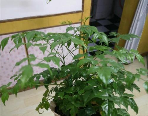 幸福树一年能长多少?了解其生长速度与养护要点?