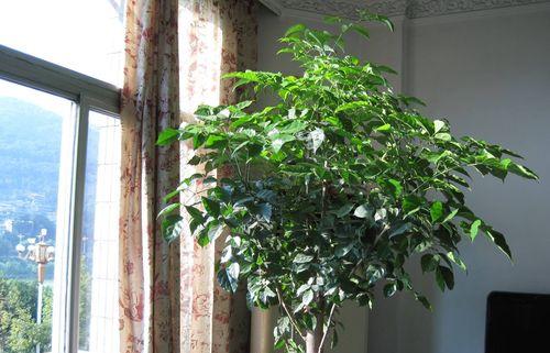 幸福树一年能长多少？了解其生长速度与养护要点？