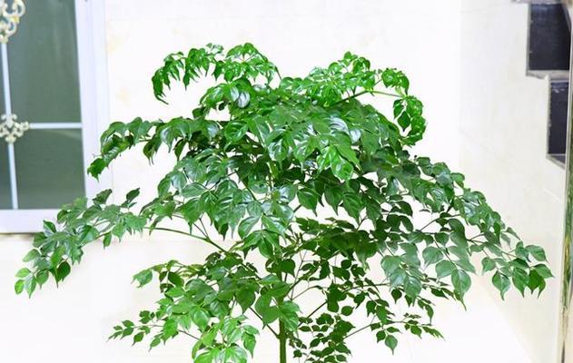 幸福树一年能长多少？了解其生长速度与养护要点？