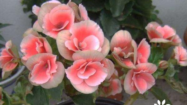 秋海棠花语与寓意（秋海棠花语的深刻内涵及文化象征）