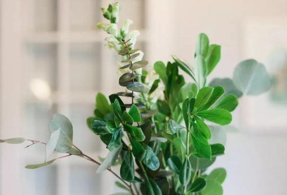 尤加利盆栽养殖方法是什么？常见问题有哪些？