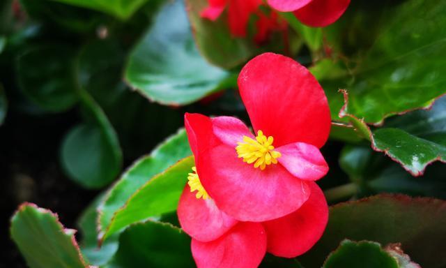 秋海棠花语与寓意（秋海棠花语的深刻内涵及文化象征）