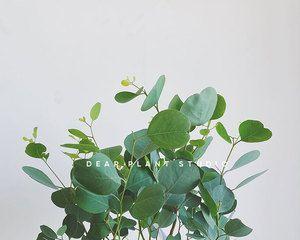 尤加利盆栽养殖方法是什么？常见问题有哪些？